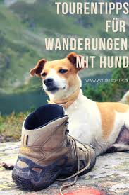 tourentipps fur wanderungen mit hund hunde urlaub mit hund osterreich wandern