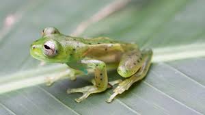 Image result for glass frog
