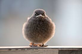 A Collection Of Stunning Photos Of Birds Angry Animals Bird Photo Animals
