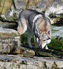orkwolf wolf dog wolf dog puppy pretty dogs