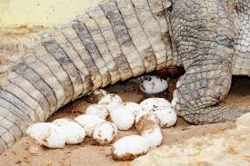 The eggs are removed from wild nests by one person, while another distracts or stands guard against the mother crocodile. Nile Crocodiles 2 Nesting Crocodiles