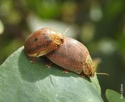 Image result for Paropsia braunii