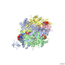 Image result for Dopatrium baoulense