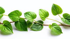 Image result for Tinospora tenera