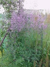 Grow columbine meadow rue in sunny and partially shaded areas. Meadow Rue Plant Finder Knights Garden Centres