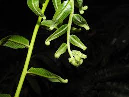 Image result for Pneumatopteris unita