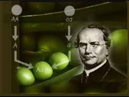 Грегор иоганн мендель (/ ˈmɛndəl / ; Gregor Mendel Biografiya Tvorchestvo Karera Lichnaya Zhizn Kultura I Obshestvo Drugoe