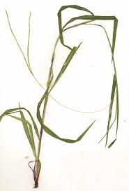 Image result for Paspalum conjugatum