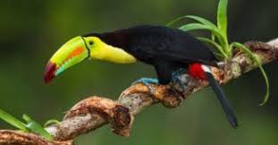 Birds That Start With Letter I Jessica Paster Keel Billed Toucan Toco Toucan Animals