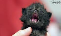 Fading kitten syndrome can be triggered by an underdeveloped immune system, parasitic fading kitten syndrome strikes felines with underdeveloped organisms due to malnourishment, harsh. Single Kitten Syndrome Meow Cat Rescue