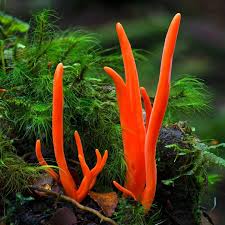 Image result for Solenangis clavata