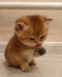 cute kitty kediler ve yavrulari komik hayvan videolari komik hayvan