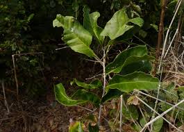 Image result for Deinbollia