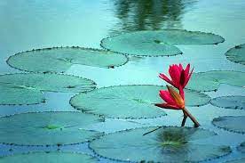 Afterclass Water Lilies Water Lilly Water Lily