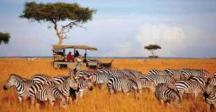 Check out these simple recipes from food network to perfectly cook quinoa for every occasion. Quenia Essencial Descubra O Continente Africano Blog Da Foco Turismo