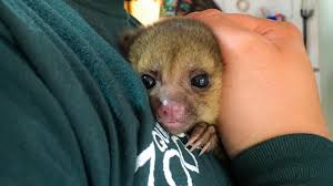 Cusumbo nace entre los farallones de cali con la idea de traerle una experiencia única al público más intrépido de la ciudad. A Esta Cria De Cusumbo Fundacion Zoologica Del Ecuador Facebook