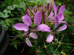 Image result for Cleome stricta