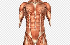 These are the celiac, the superior mesenteric and the inferior mesenteric arteries. Rectus Abdominis Muscle Abdomen Anatomy Human Body Abdominal Wall Human Bodybuilder Png Pngegg
