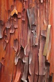 The World S Most Beautiful Bark Or Trees Worth A Closer Look Tree Textures Texture Beautiful Tree