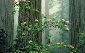 #cottage core #cottagecharm #cottagecore #country cottage #garden #picnic #flowers #floral #fairycore #caturday #cat #cozycore #forestcore #forest cottage #forest #trees #nature. Laptop Wallpaper Cottagecore Aesthetic Wallpaper Computer Novocom Top
