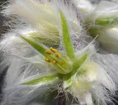 Image result for Cyathula natalensis