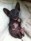 Get the Cheap Sphynx Kittens for Sale at an Affordable ...