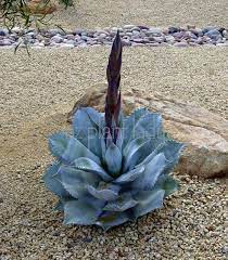 Some species are known by the name then it will die causing the stalk to come crashing to the ground. Flowering Stalk Flowering Once In A Lifetime Azplantlady Com