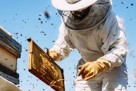 All honey bees are relocated to one of our 4 apiaries where they will continue to pollinate and help our environment. Epm