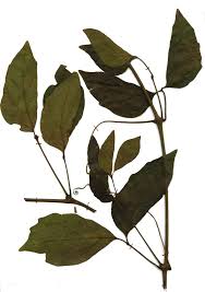 Image result for Rhoicissus revoilii