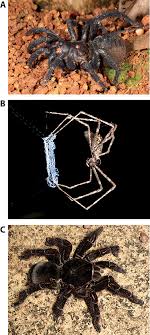 Almost all spiders are venomous, none are poisonous, and very few are dangerous. Diversity Of Tropical Spiders Frontiers For Young Minds