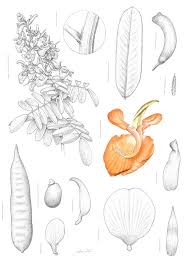 Image result for Eriosema rhynchosioides