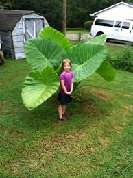 Read about creating the ideal growing environment most elephant ear plants respond well to soils amended with organic matter. Fresh Colocasia Gigantea Bonsai 100pcs Pack Giant Elephant Ear Plant Huge Foliage Mimbarschool Com Ng
