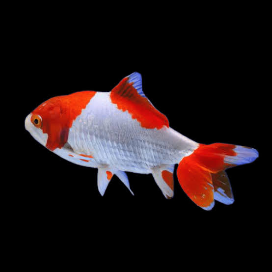 Wakin Goldfish Carassius Auratus 10cm – Sims Tropical Fish | Tropical Fish, Aquarium, Fish Store