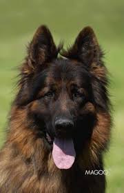 Maybe you would like to learn more about one of these? Cleveland German Shepherds Puppies For Sale