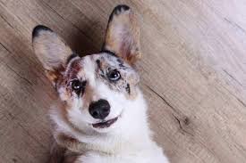 Intuitive fred888: the Celtic word for “dog” is “Kergi.”