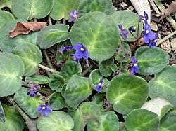 Image result for Streptocarpus arcuatus