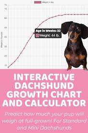 I have a 4.5 month old morkie named toto. Dachshund Miniature Archives Puppy Weight Calculator