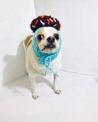 Excited To Share This Item From My Etsy Shop Donut Dog Birthday Hat Dog Party Hat Dog Costume Small Dog Clothes Dog Party Hat Dog Birthday Hat Dog Snood