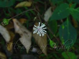 Image result for Adenostemma