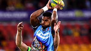 Image result for Maerua friesii