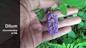 Image result for Grona heterocarpos