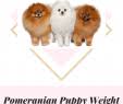 29 Luxury Pomeranian Teacup Puppies Puppy Photos