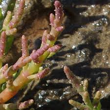 Image result for Sarcocornia natalensis