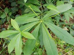 Image result for Alstonia