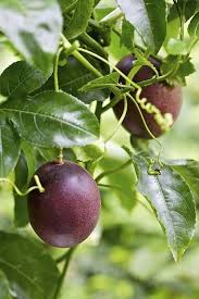 It tolerates lower desert summer heat well if given some afternoon sun protection. Passion Fruit Vines For Sale Fastgrowingtrees Com