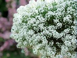 What makes annual plants annual and perennial plants perennial? well, the answer lies in their respective life cycles. Annual Vs Perennial What Is The Difference Garden Design