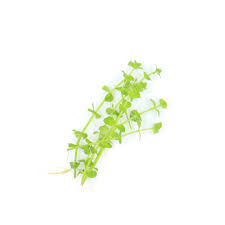 Image result for Lindernia monroi