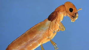 Image result for Cadaba termitaria