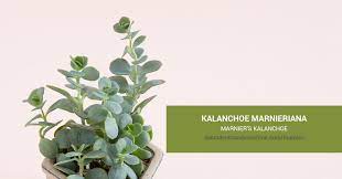 These tips for kalanchoe blossfeldiana care will show you how to care for and get this plant to keep blooming all winter long. Kalanchoe Marnieriana Marnier S Kalanchoe Succulents And Sunshine