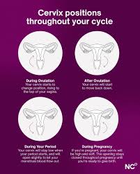Image result for cervix position
